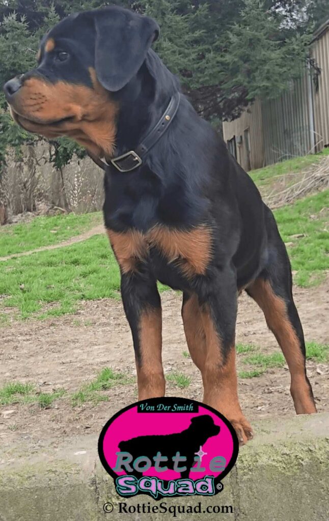 Stormy Kai von der Smith