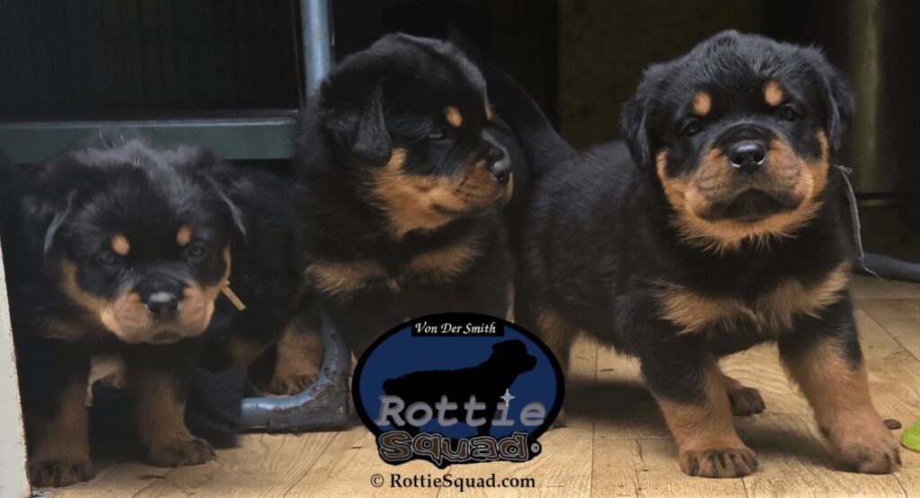 Ernst & Bailey pups