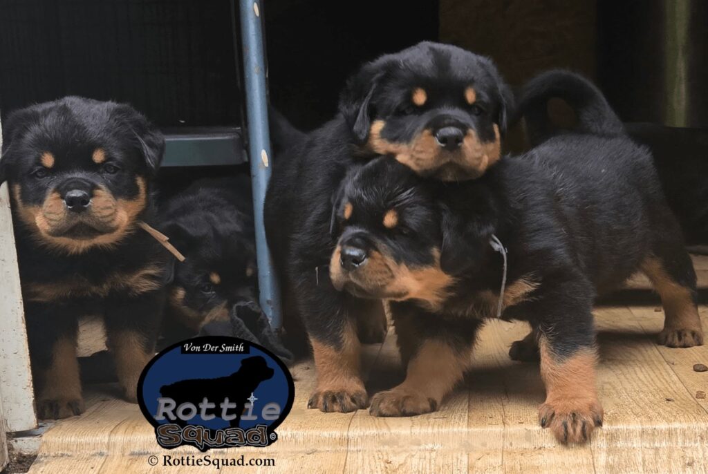 Ernst & Bailey pups