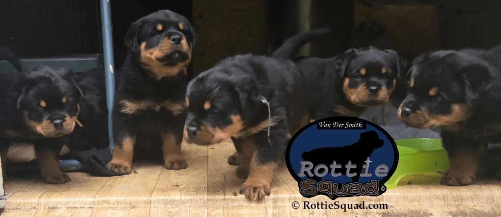 Ernst & Bailey pups
