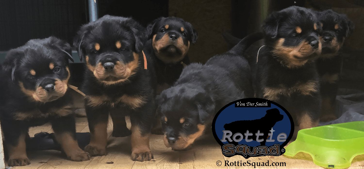 Ernst & Bailey pups