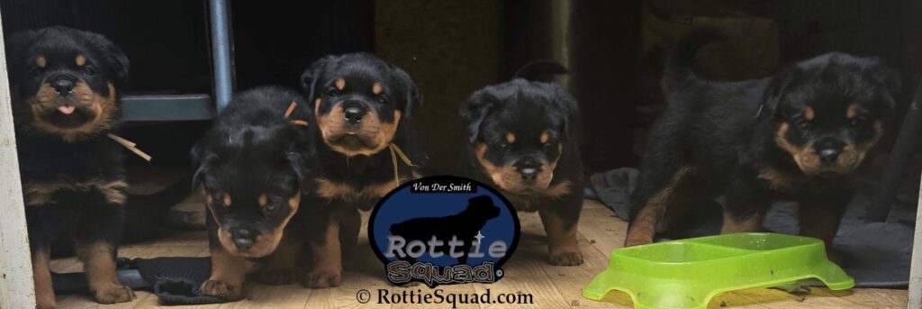 Ernst & Bailey pups