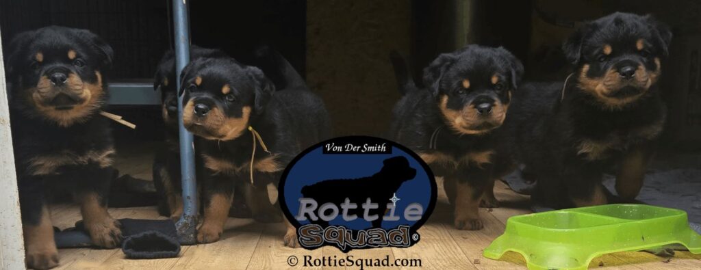 Ernst & Bailey pups