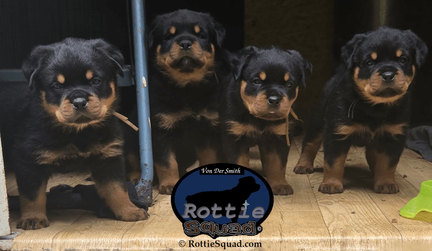Ernst & Bailey pups
