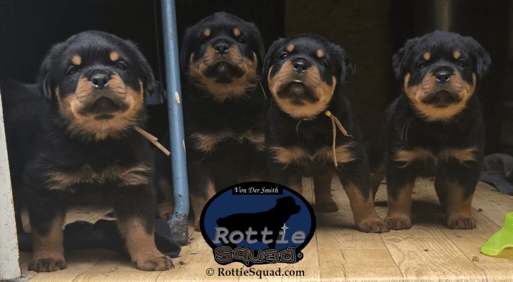 Ernst & Bailey pups