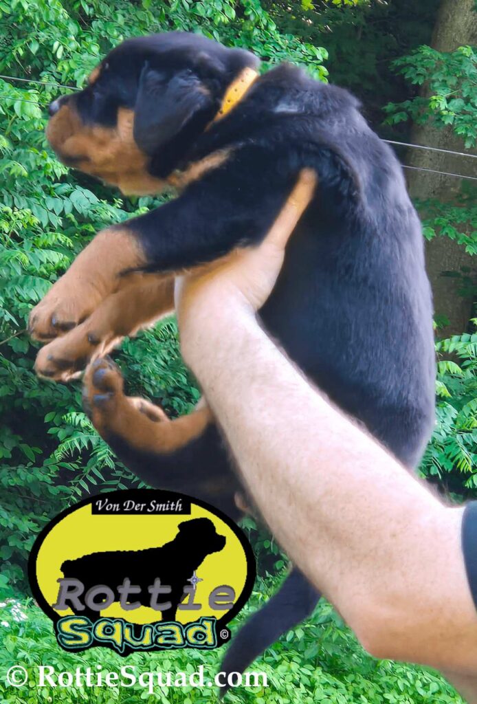 Ernst & Bailey pups