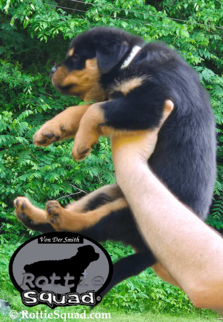 Ernst & Bailey pups