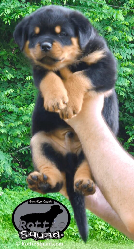 Ernst & Bailey pups