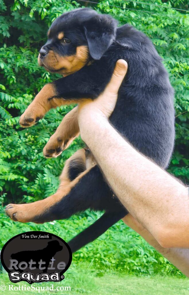 Ernst & Bailey pups