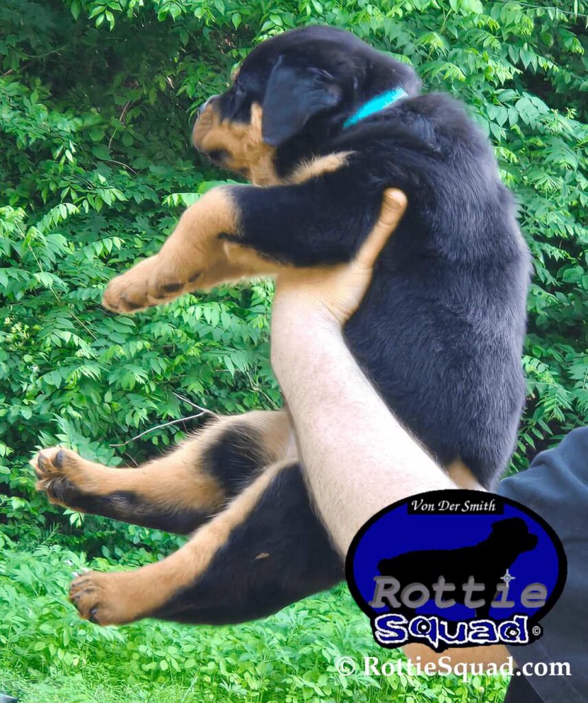 Ernst & Bailey pups