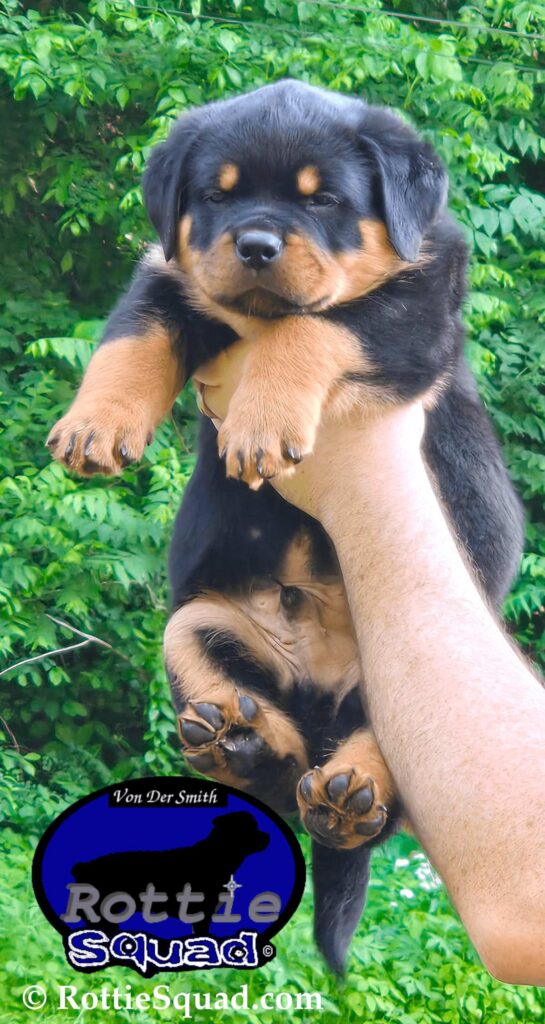 Ernst & Bailey pups