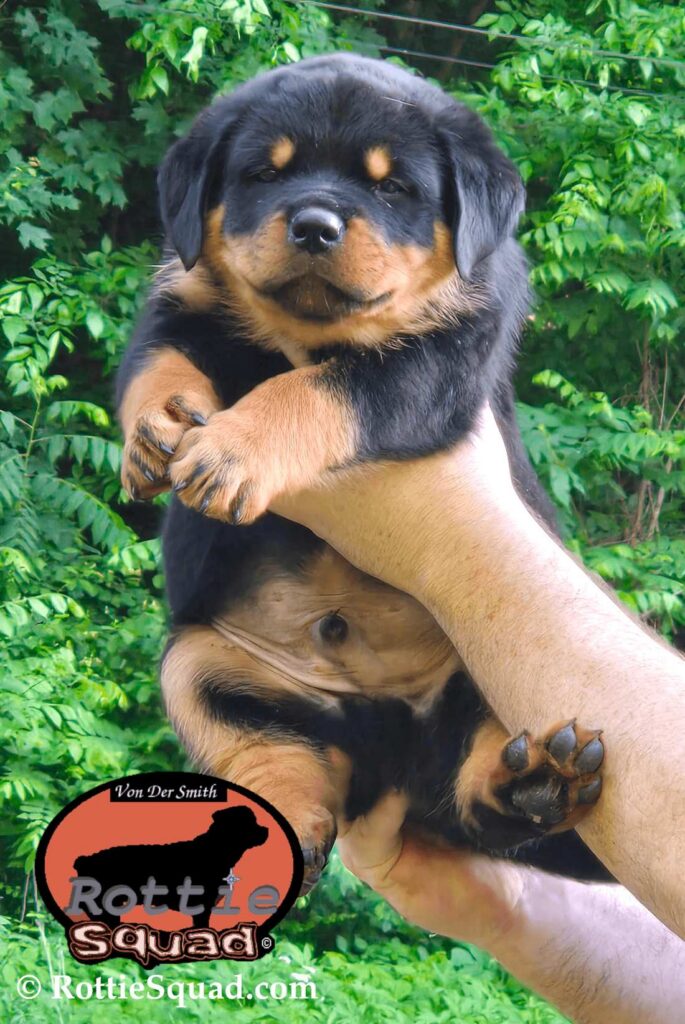 Ernst & Bailey pups