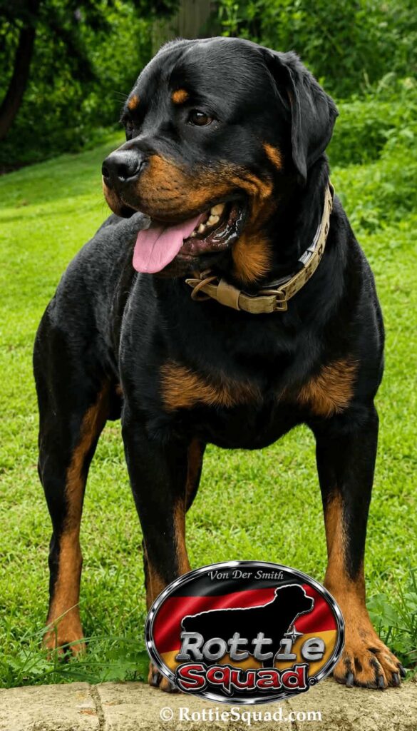 Rudi