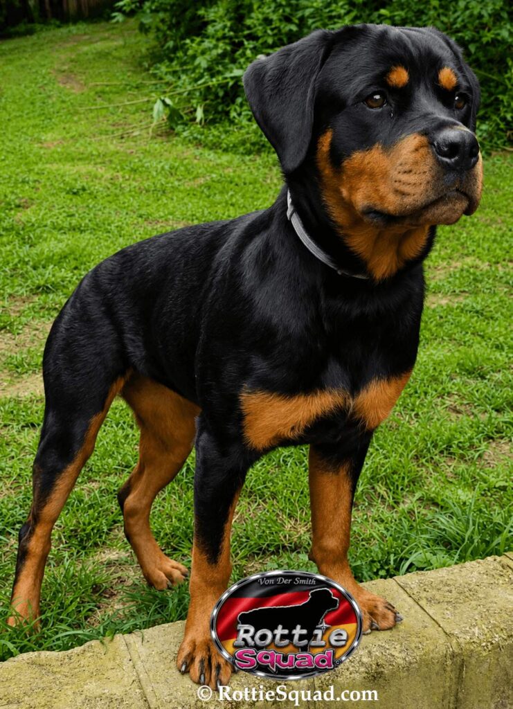 Stormy Kai von der Smith