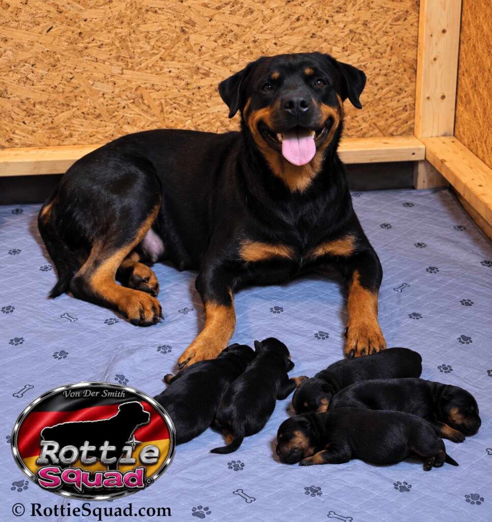 Rudi & Emma pups