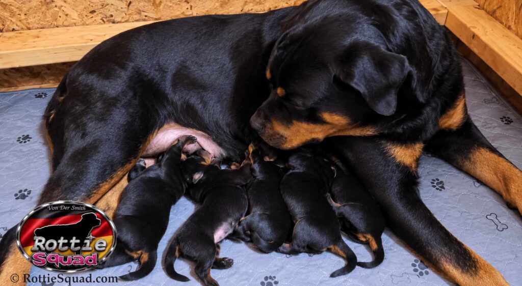 Rudi & Emma pups