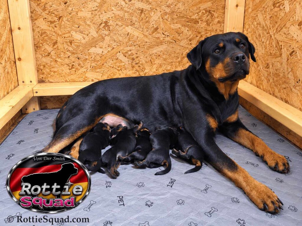 Rudi & Emma pups