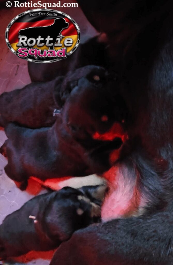 Rudi & Emma pups