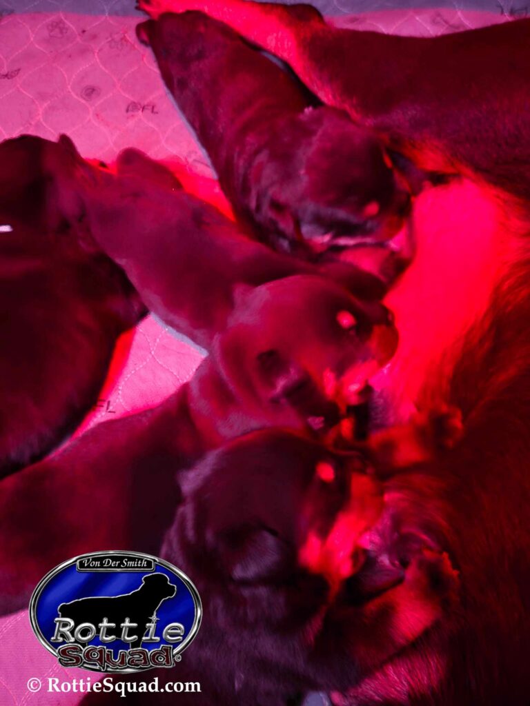 Rudi & Emma pups
