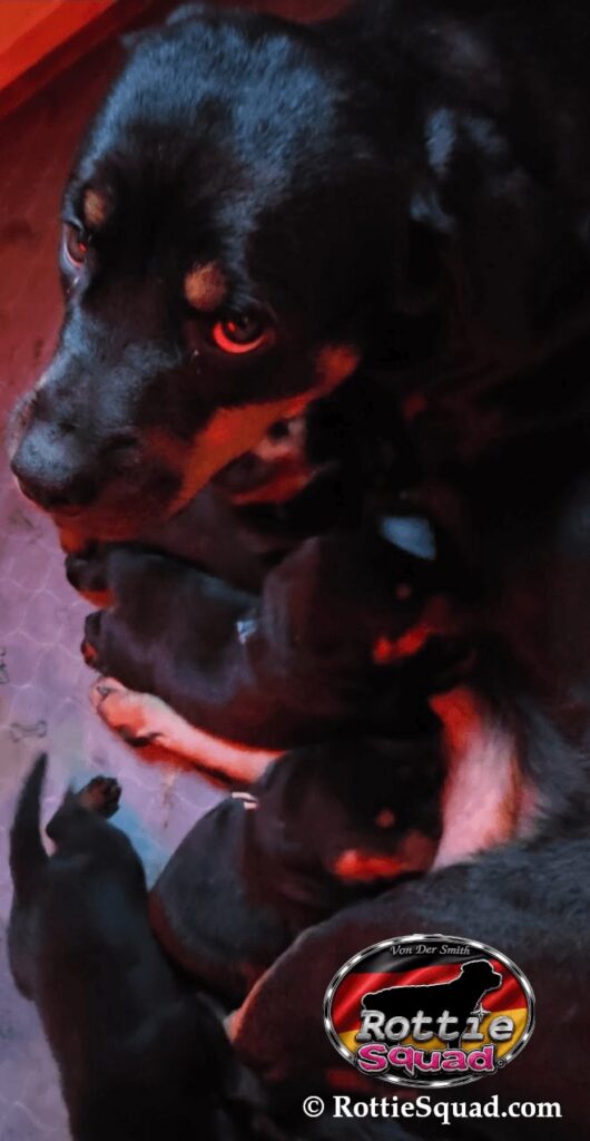 Rudi & Emma pups